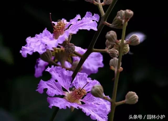 紫色的花有哪些及花名（分享12种绝美紫色的花）