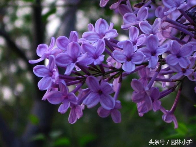 紫色的花有哪些及花名（分享12种绝美紫色的花）