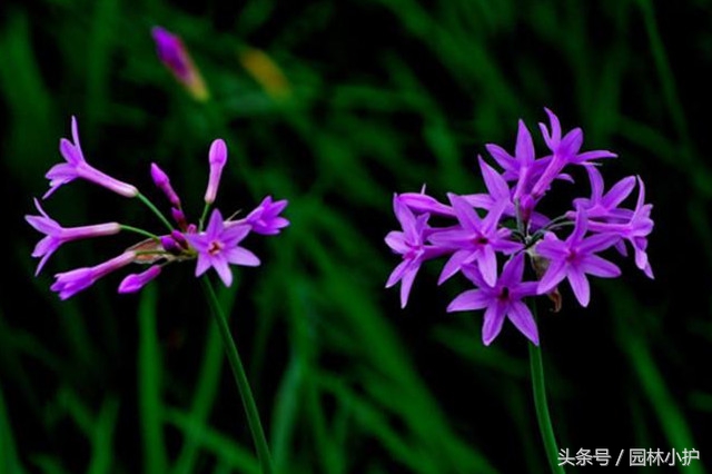 紫色的花有哪些及花名（分享12种绝美紫色的花）