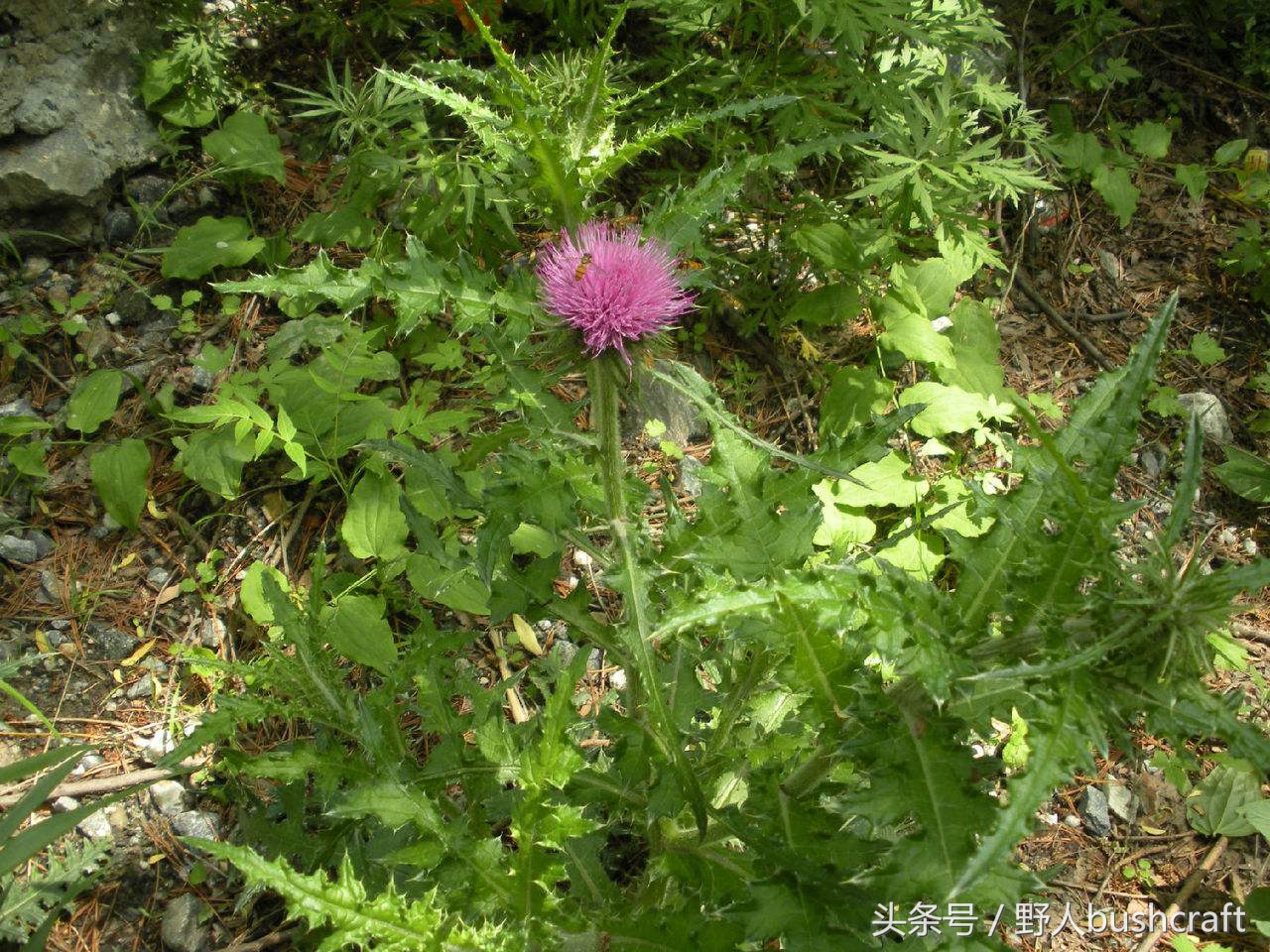 叶互生,羽状分裂,裂片5-6对,先端尖,边缘具不等长浅裂和斜刺,基部渐狭