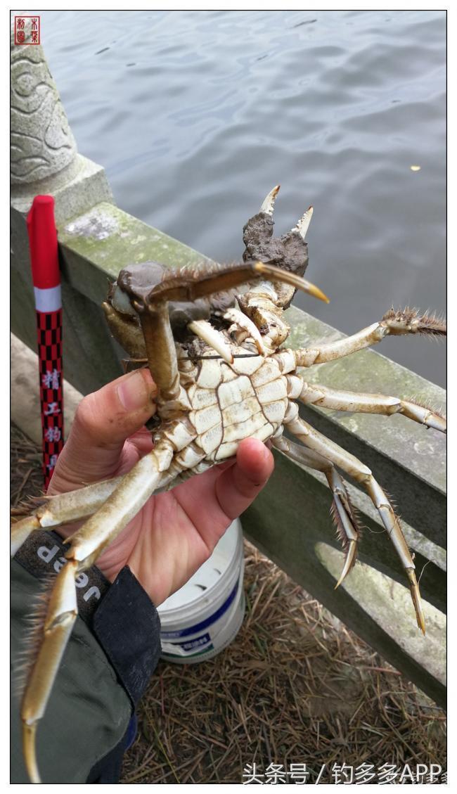 浑水摸鱼开启钓鱼生涯，用本地竹子做鱼竿