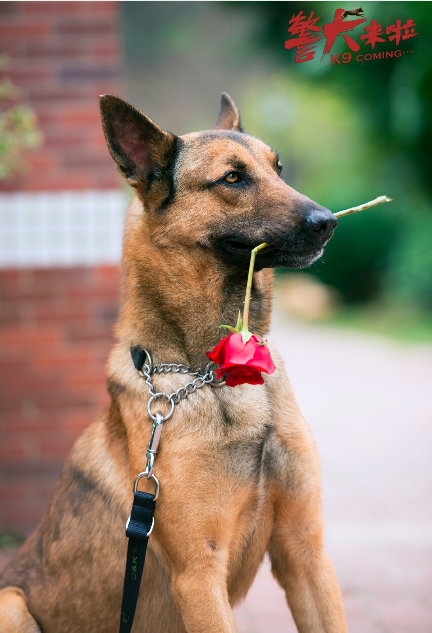 以“警犬来了”为开头，这部既轻松又感人的电视剧非常好看。