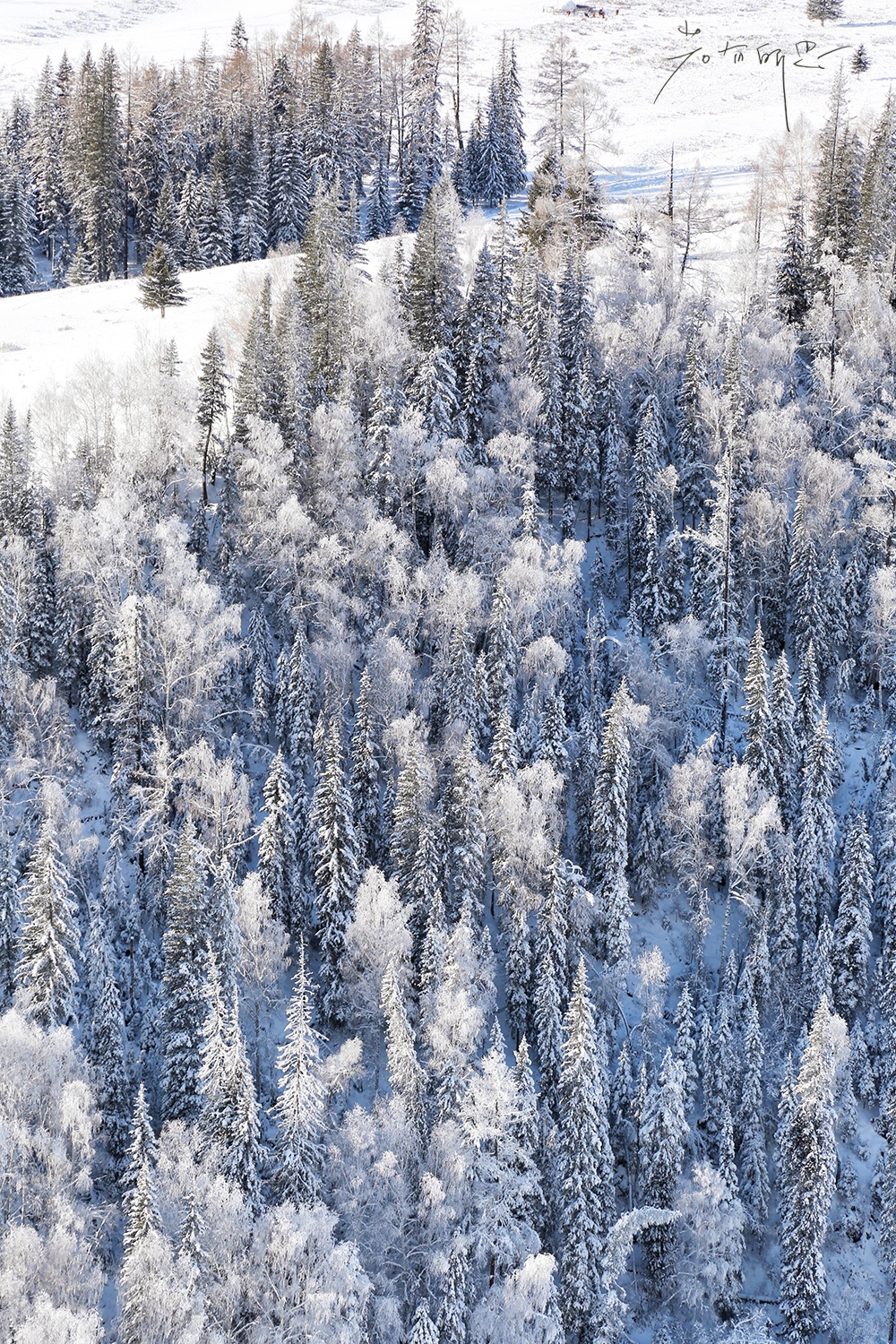 雪地足球比赛美篇(人间仙境喀纳斯，极少数人能看到的冬日雪景，美爆了！)