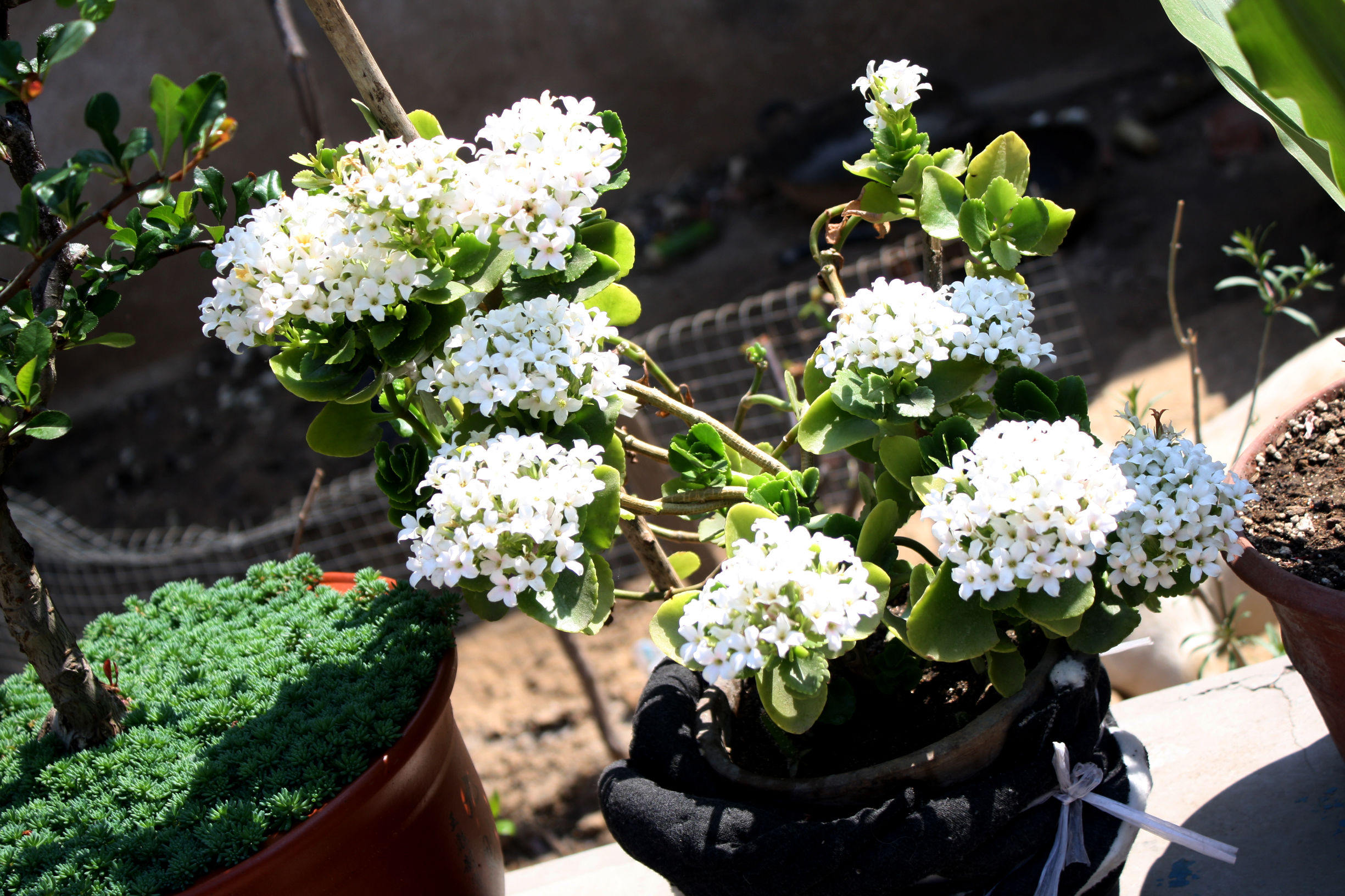 海棠花有白色的吗（海棠花有白色的么）-第1张图片-华展网