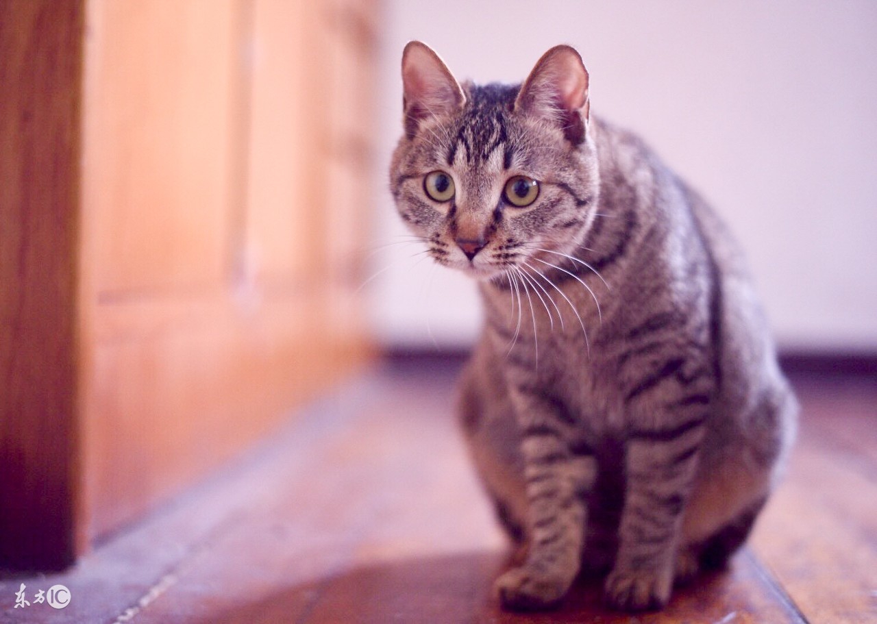 狸花猫居然有这么多种，你家的狸花猫是哪一种？