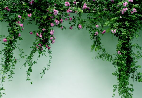 水晶帘动微风起，满架蔷薇一院香——那些写蔷薇的诗词