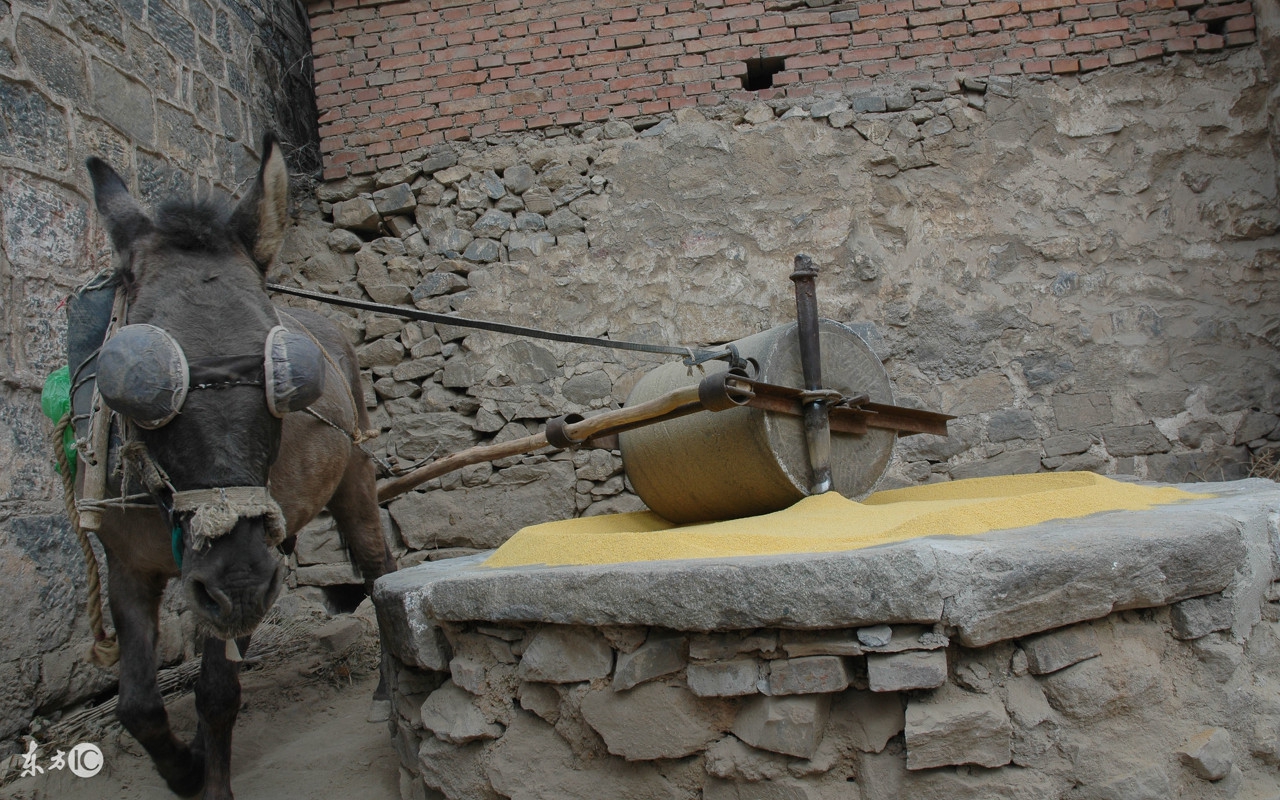 干的杂活太多,都没力气拉磨了