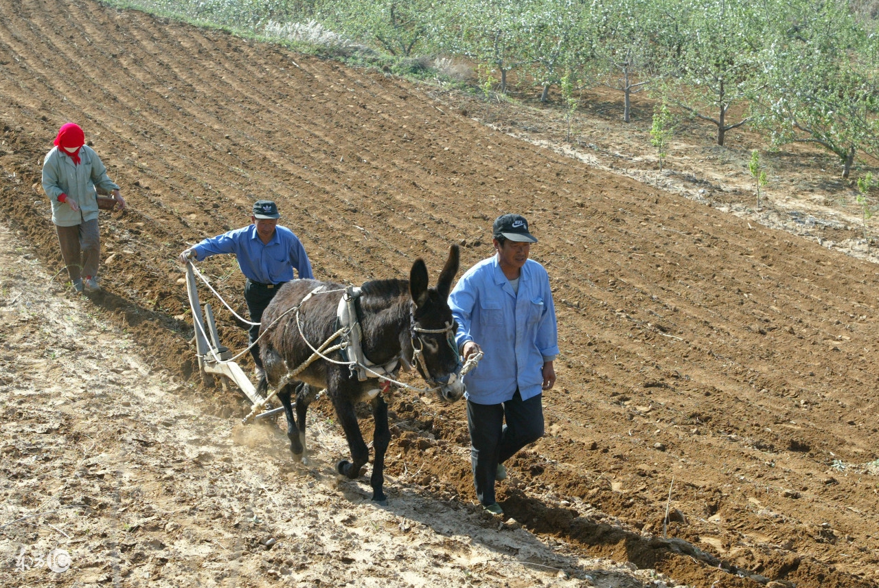 驴有话说系列之三,驴是怎么死的?干的杂活太多,都没力气拉磨了