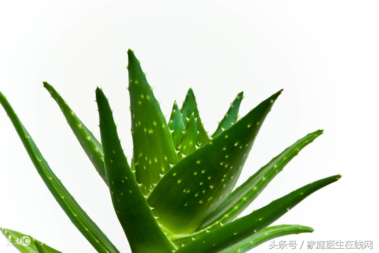 芦荟到底能直接敷脸吗？皮肤科医生：这2种人绝对不行