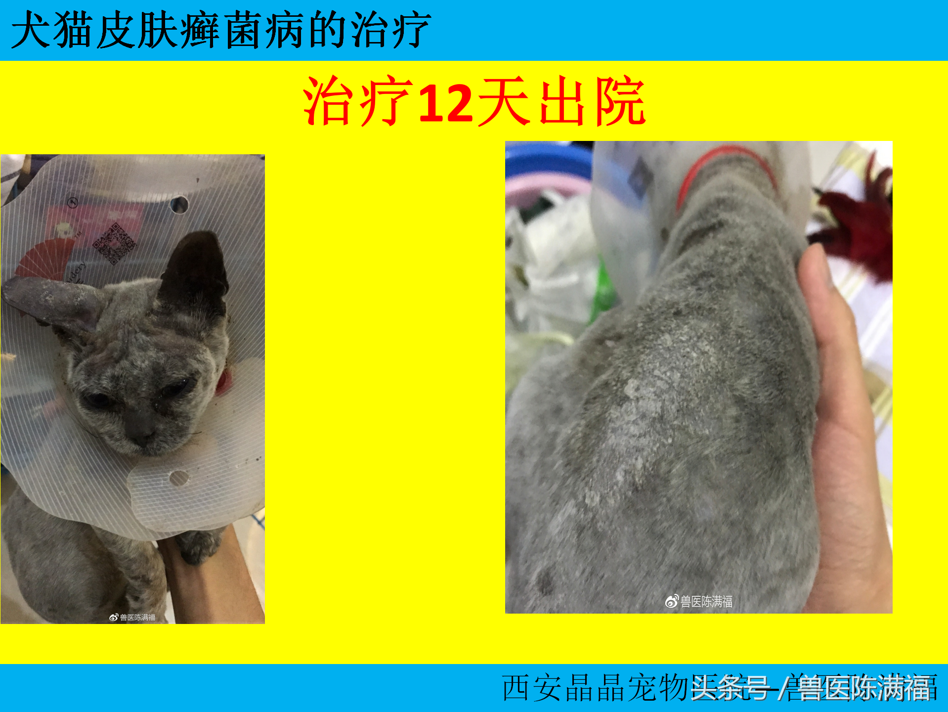 国际小动物皮肤病协会公认的犬猫癣菌的标准治疗方法