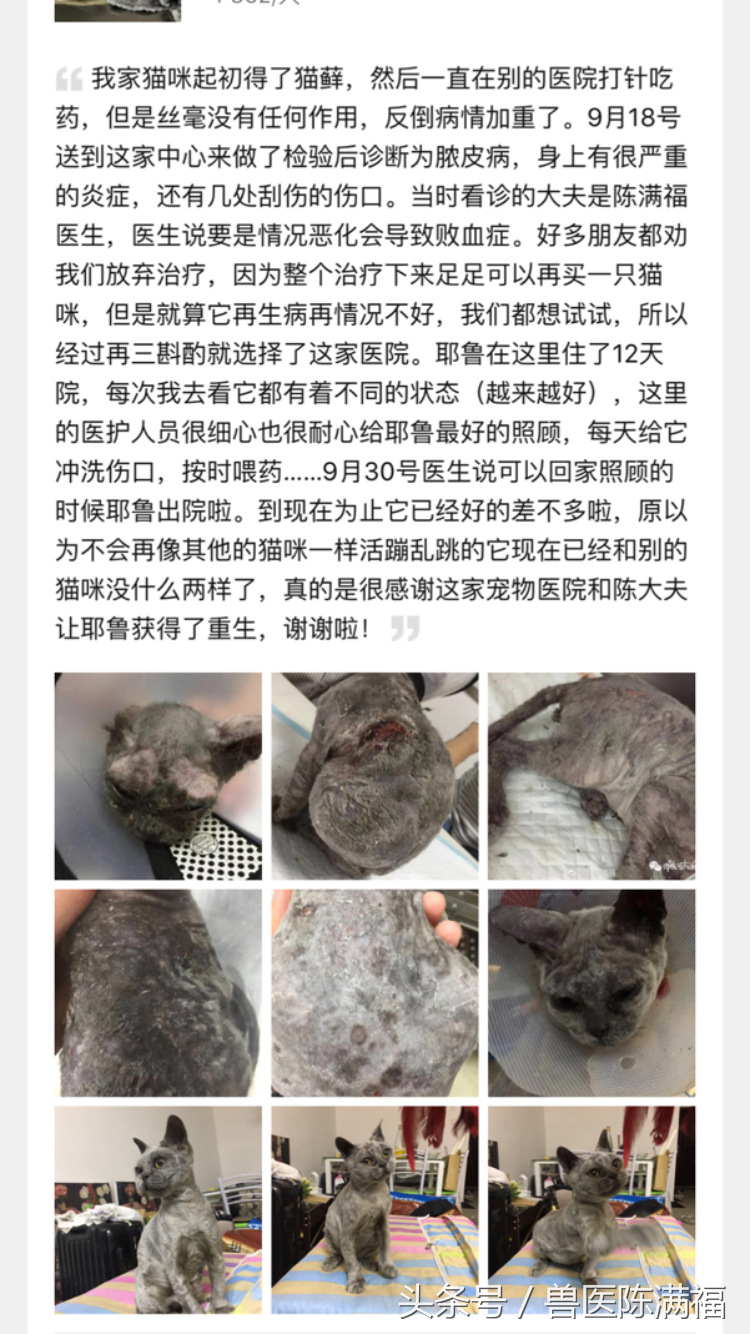 国际小动物皮肤病协会公认的犬猫癣菌的标准治疗方法