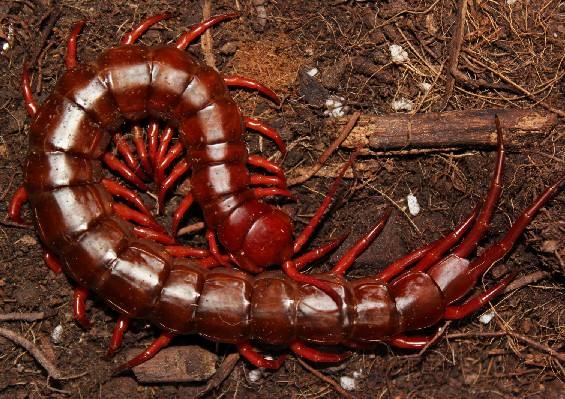 莲花的别称锹形虫的别称