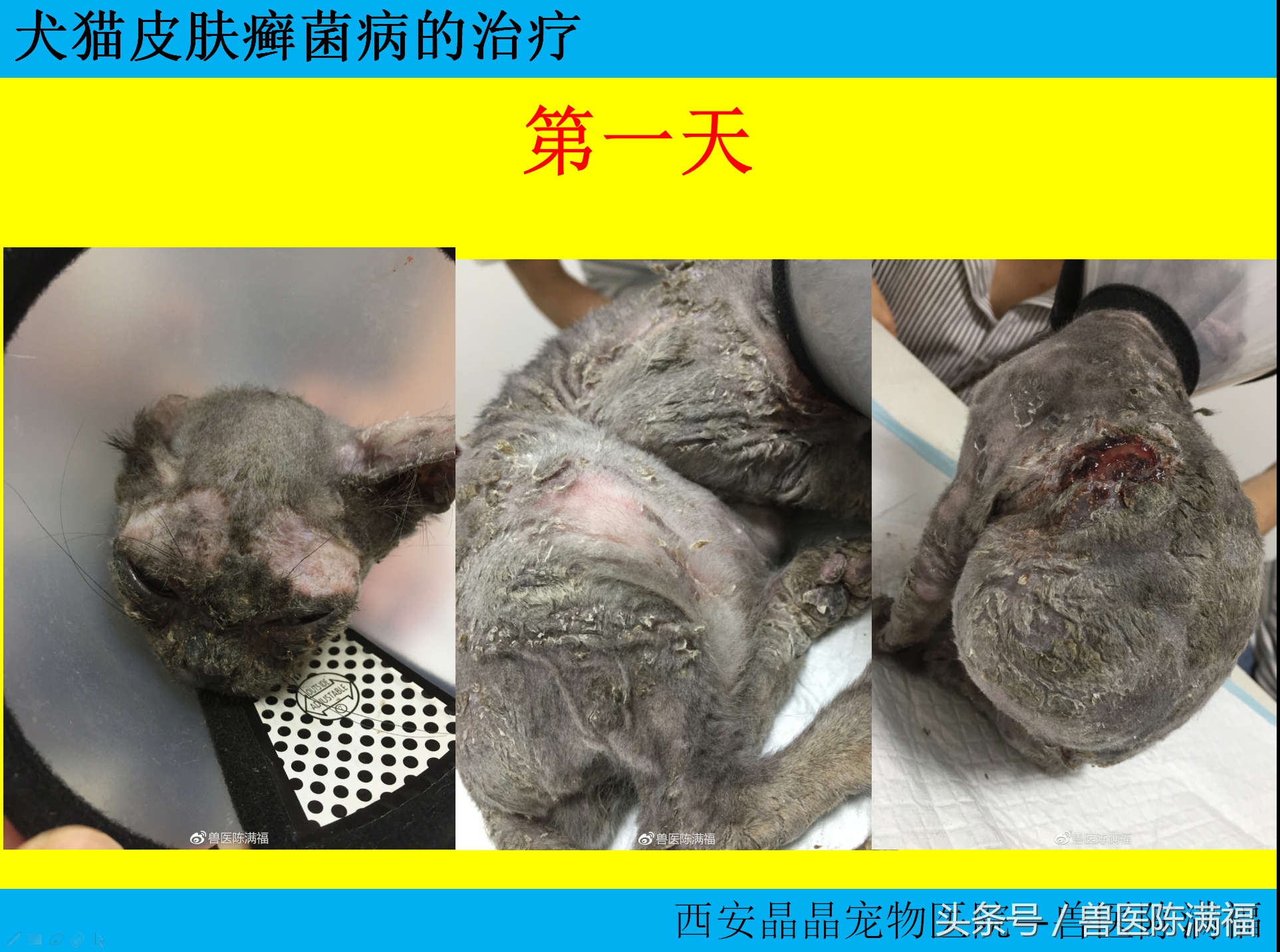 国际小动物皮肤病协会公认的犬猫癣菌的标准治疗方法