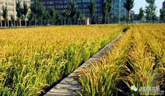 “地王”前世：亲，还记得当年的“沈阳建工学院”不？