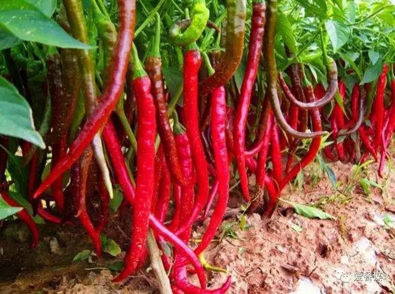 常用辣椒品种大全