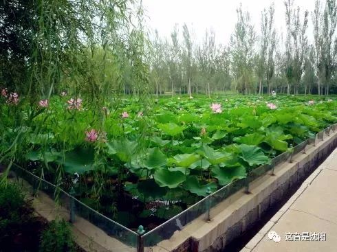 “地王”前世：亲，还记得当年的“沈阳建工学院”不？