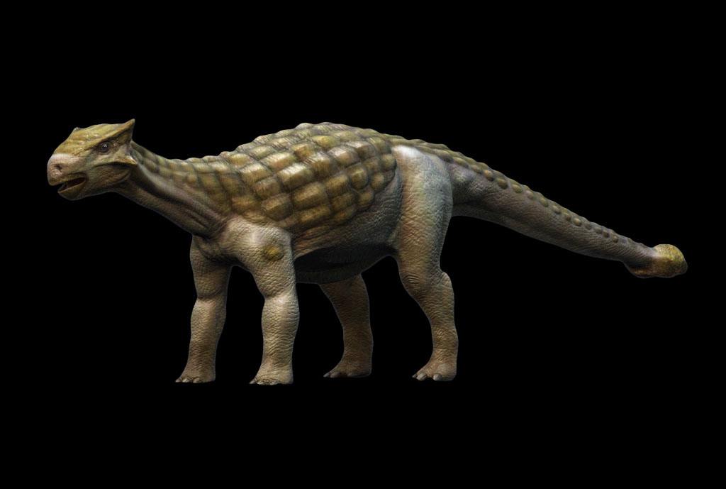 3,背甲龙易碎双腔龙是由古生物学家爱德华·德林克