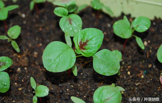 苋菜种植的六个步骤（苋菜种植的方法）-第4张图片-巴山号