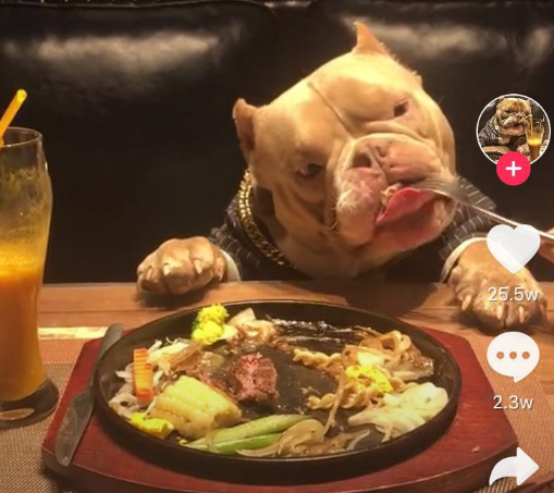 狗主人：我把餐具买了，狗当然可以跟你同桌吃饭，不碍事