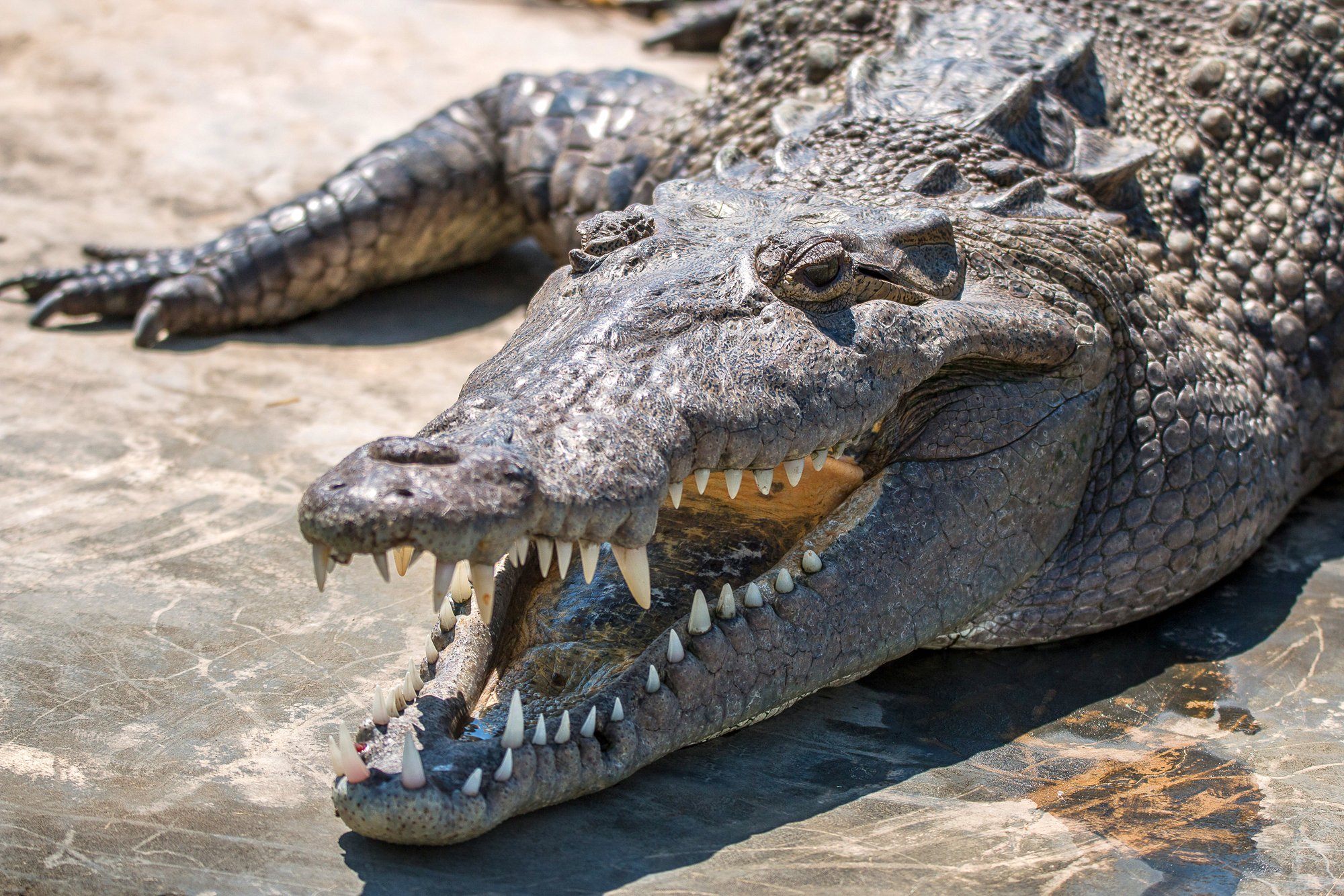 to春节想来牙买加的你:25张图组成一部最真实的旅游攻略