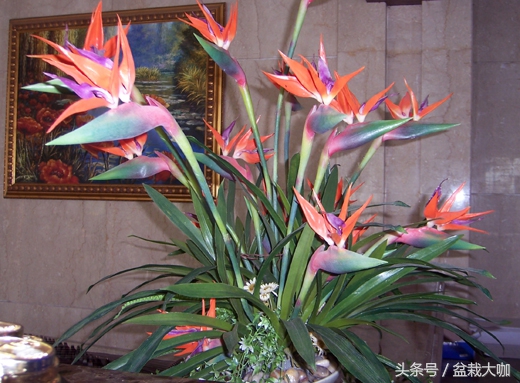 乔迁新居送什么礼物寓意好（老板乔迁新居送什么好）