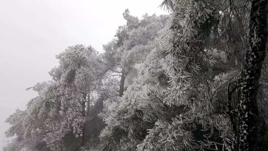 看雪啦！长寿五华山的雪景真叫一个美！