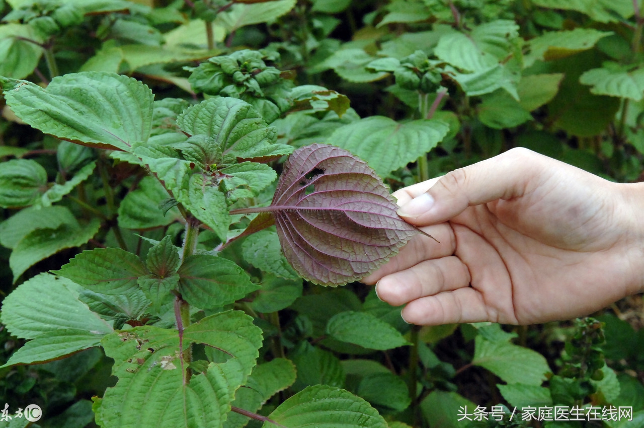 紫苏有什么药用功效(紫苏叶浑身是宝，还有这4大功效，能治疗不少疾病！)