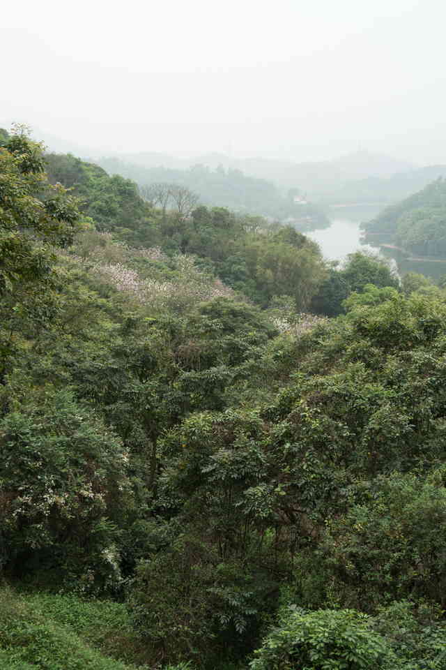 据说对焦可秒单反?索尼微单?A6300评测