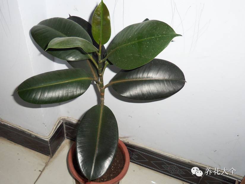 橡皮树的养殖方法(技巧 | 橡皮树的养殖方法和注意事项:摆放和浇水很