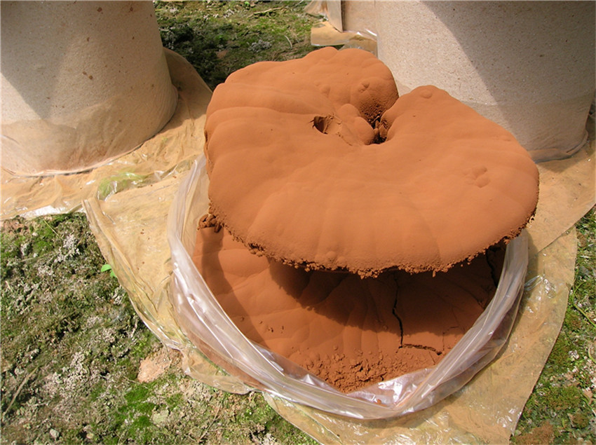 灵芝孢子粉是啥东西灵芝孢子粉有什么功效