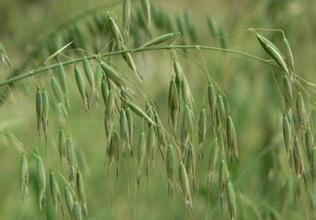 血钻野燕麦防伪查询(小麦地里的害草，野燕麦被吹成万能药，其实中医也很少用！)