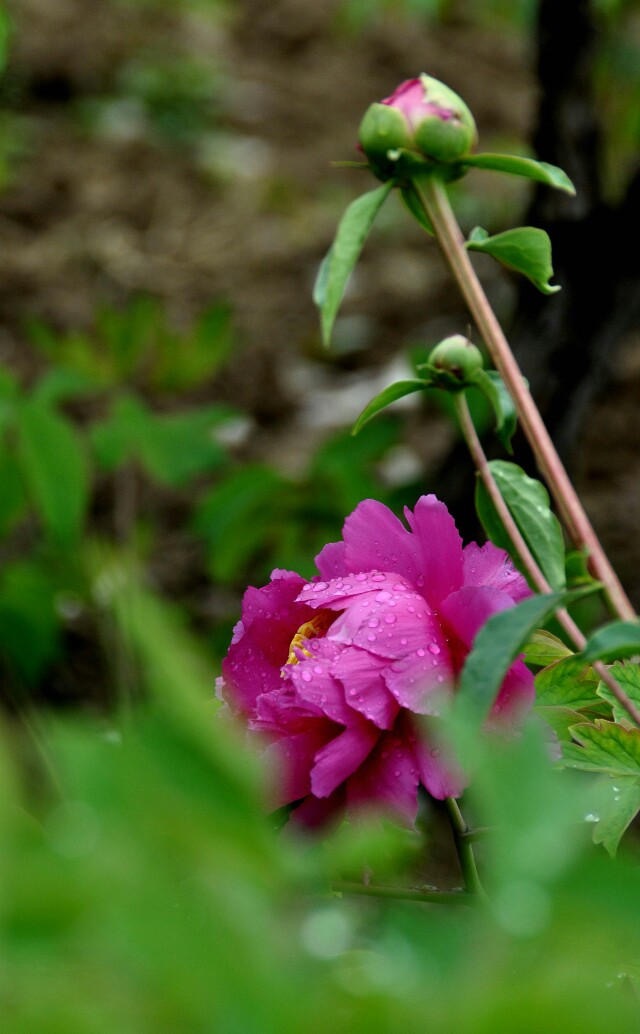 菏泽牡丹花