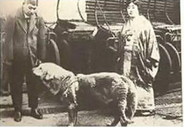 日本历史上真实的忠犬八公的故事，我们来看一看！