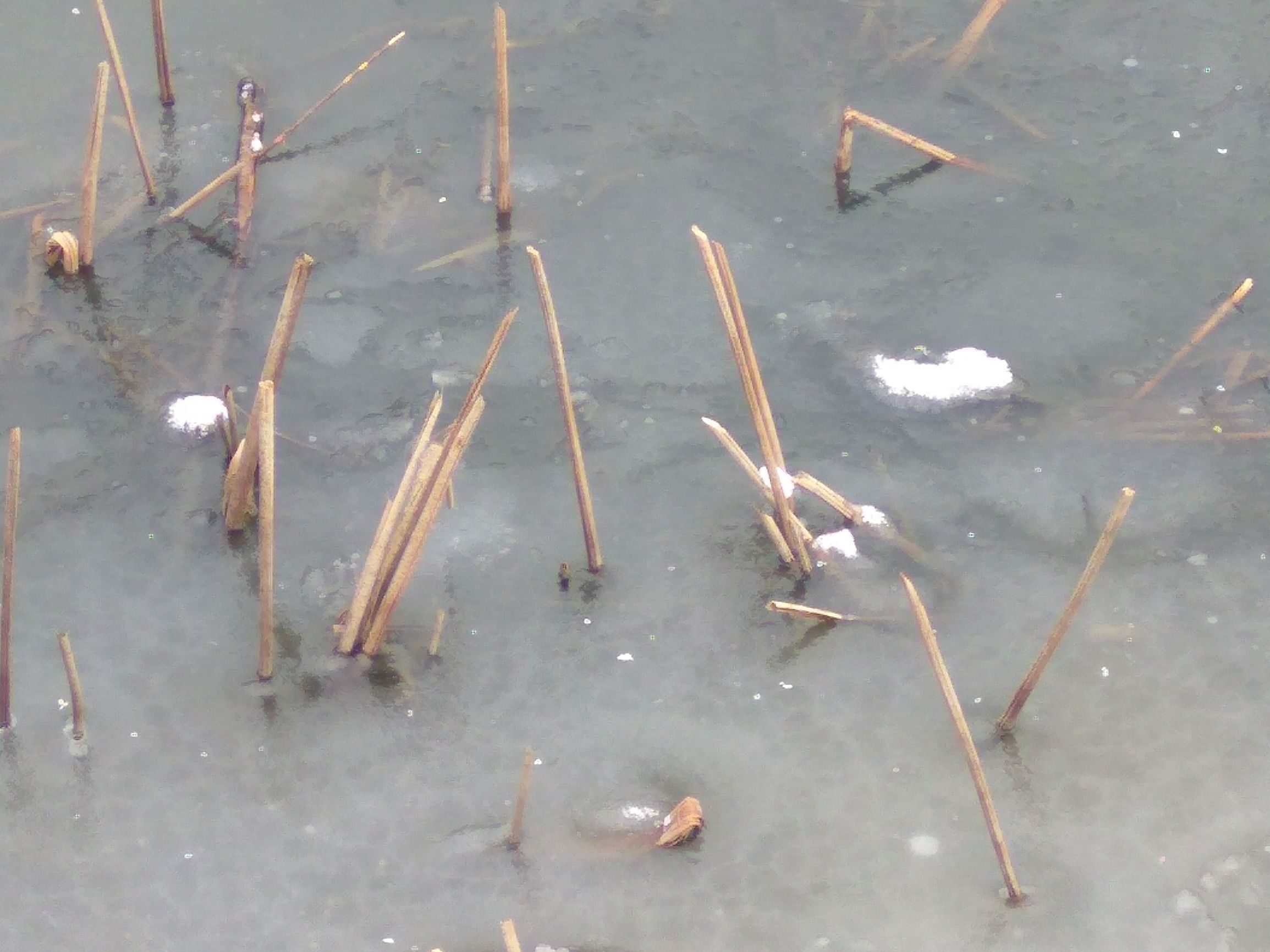 秋阴不散霜飞晚 留得枯荷听雨声 残荷驻雪 更一个愁字了得！