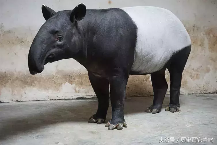 蚩尤坐骑介绍（传说中蚩尤的坐骑是食铁兽原来是这萌货）