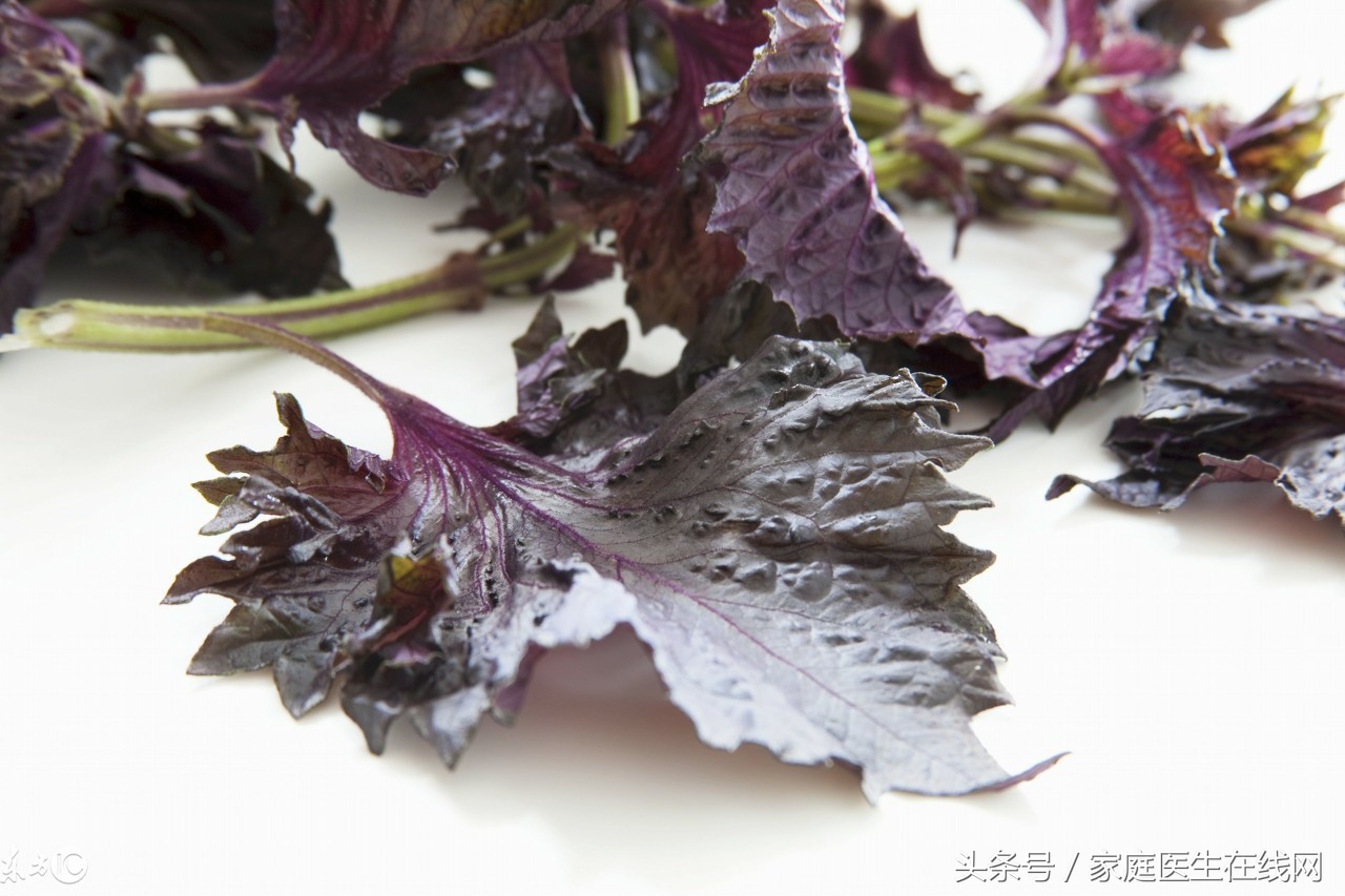 苏子叶的功效与作用（紫苏叶浑身是宝还有这4大功效）