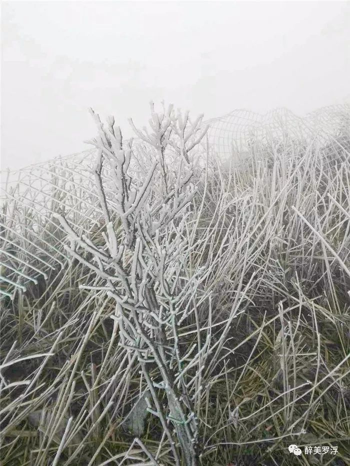 1℃！罗浮山现“冰挂雾凇”超美奇观，速看！