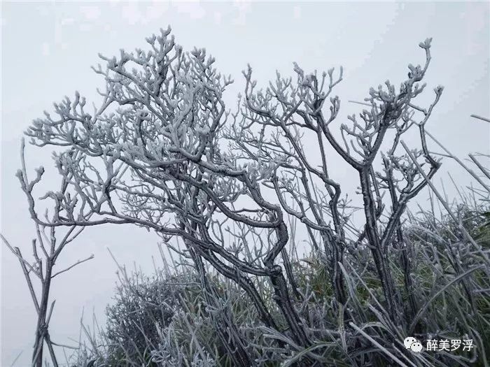 1℃！罗浮山现“冰挂雾凇”超美奇观，速看！