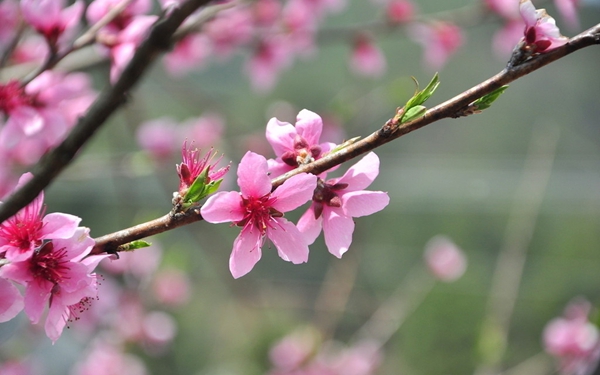 2018桃花運極佳的四大生肖,一定會找到自己的夢中情人