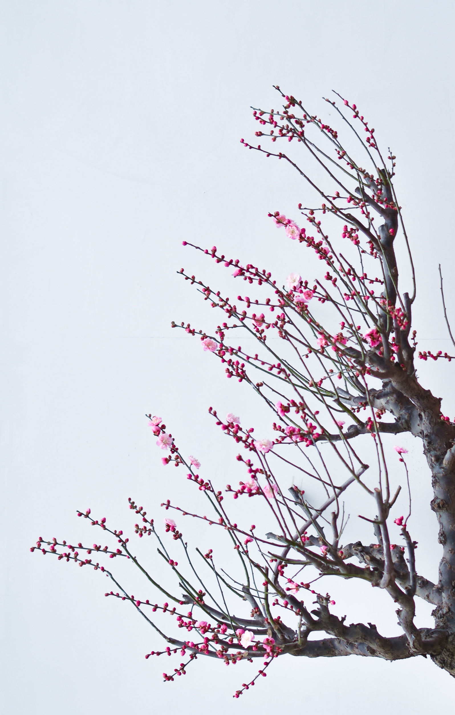 鄢陵腊梅,雪海飘香,越冷越傲娇!