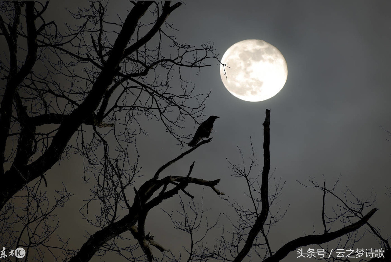 原创诗歌:月亮的美