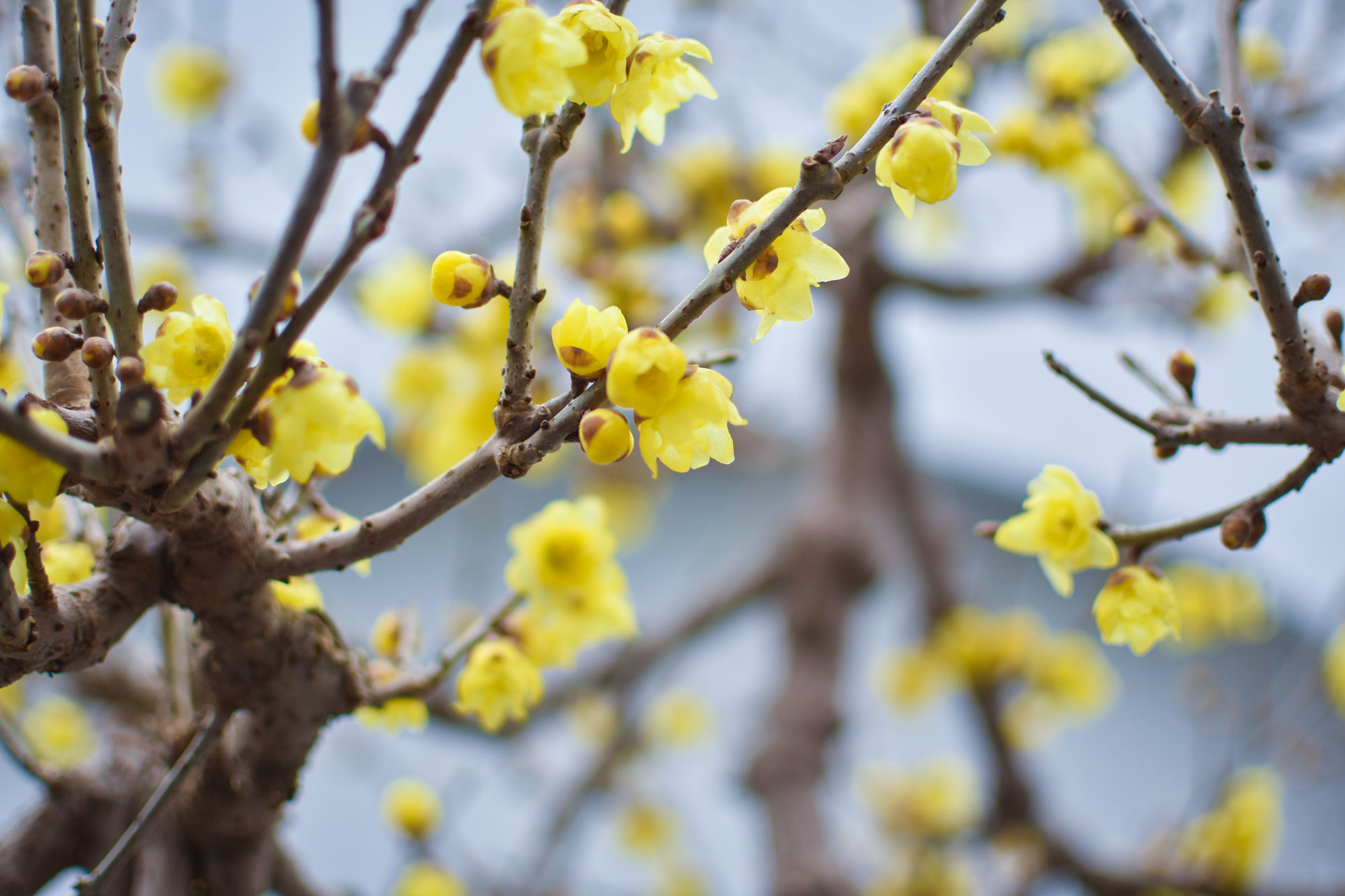 鄢陵腊梅,雪海飘香,越冷越傲娇!