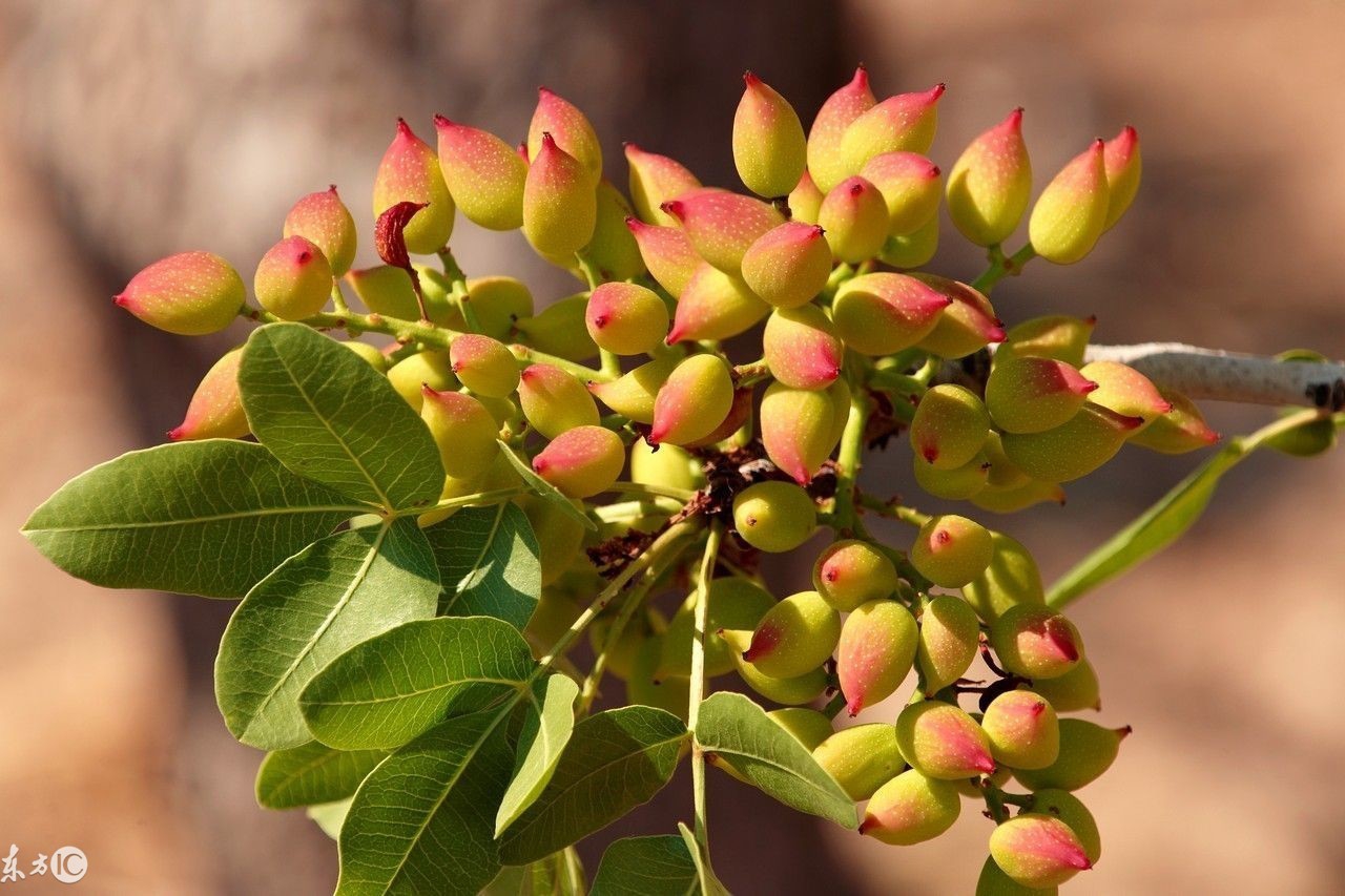 心脏病能吃开心果吗开心果吃了什么好处