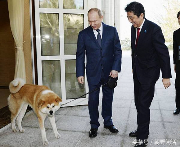 狗年话狗：历史上“狗”姓那点儿事，日本有一奇葩姓氏叫“犬养”