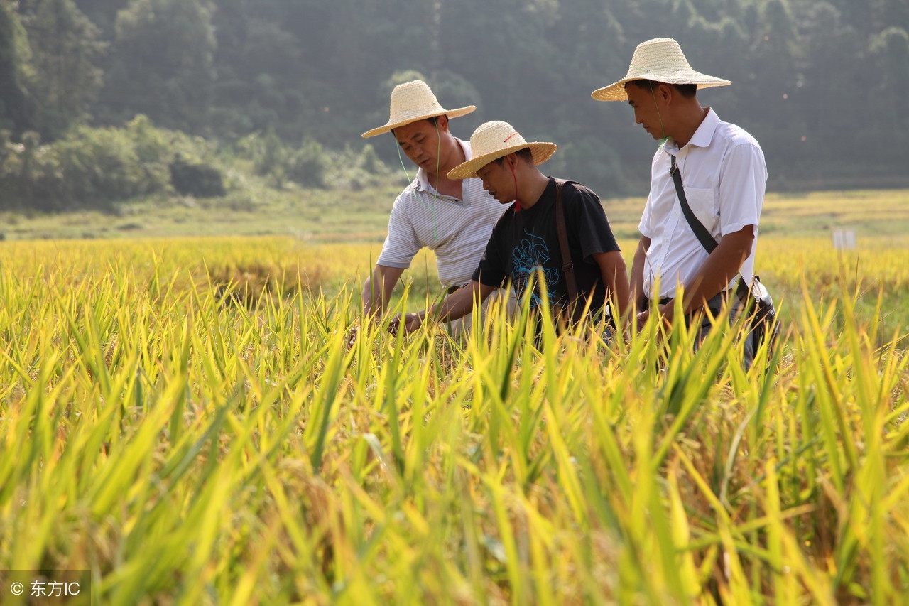 北大设立农学院了，农业真的要崛起了，绝非吹嘘！不信，你看！
