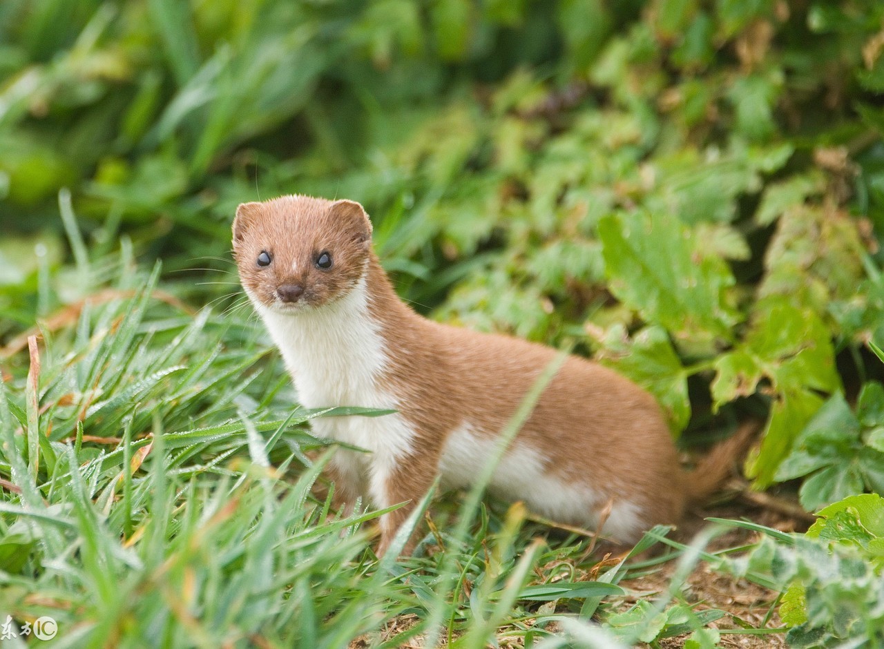黄皮子成仙,它能有多大法力?