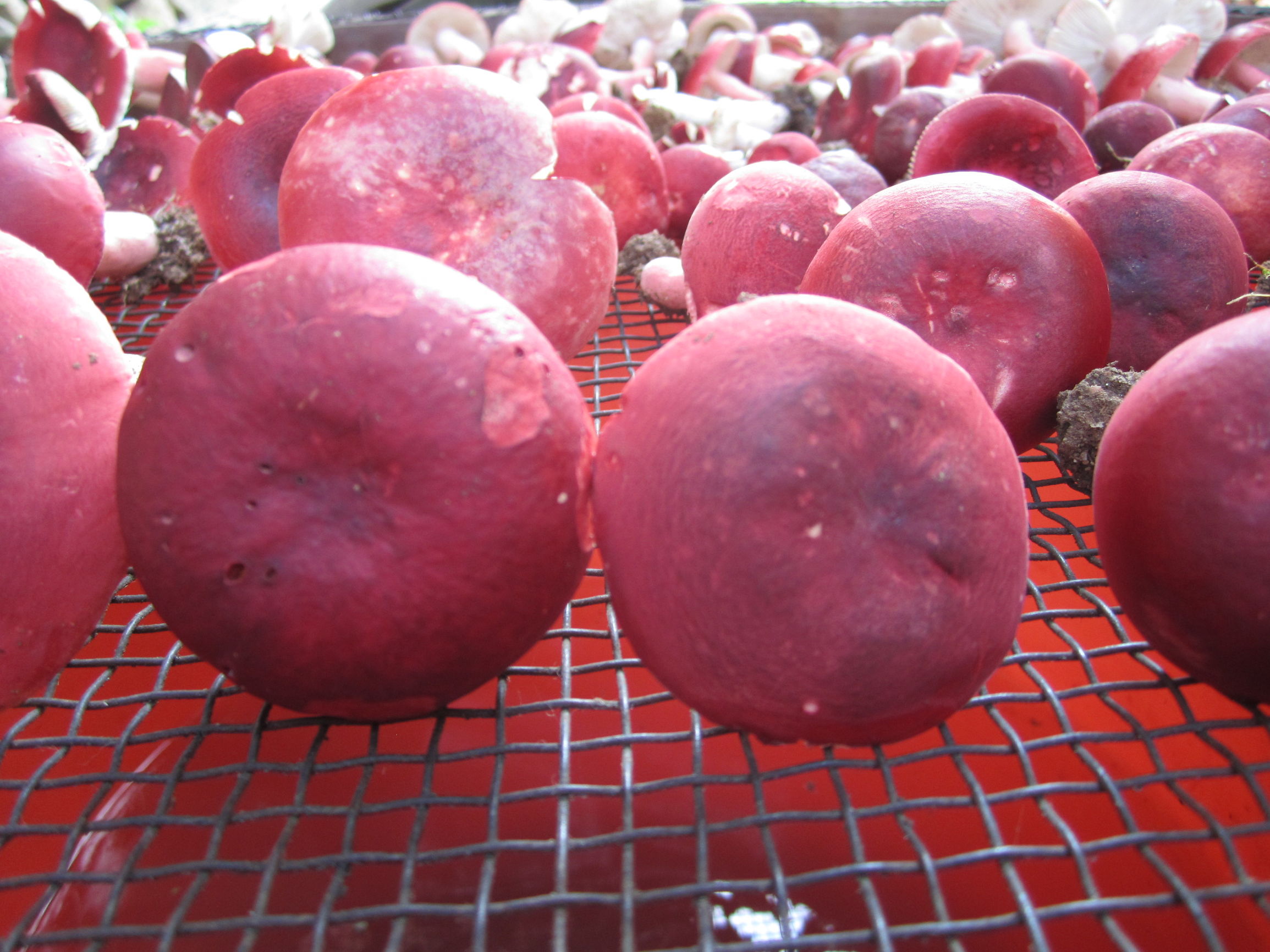 假红菇满山红能吃吗(假红菇可以吃吗) - 风集网