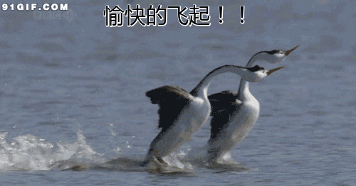 “春江水暖”为啥鸭先知，而不是别的动物？