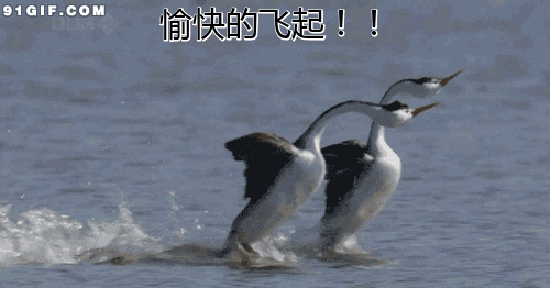 春江水暖鸭先知是什么意思_什么春江水暖鸭先知