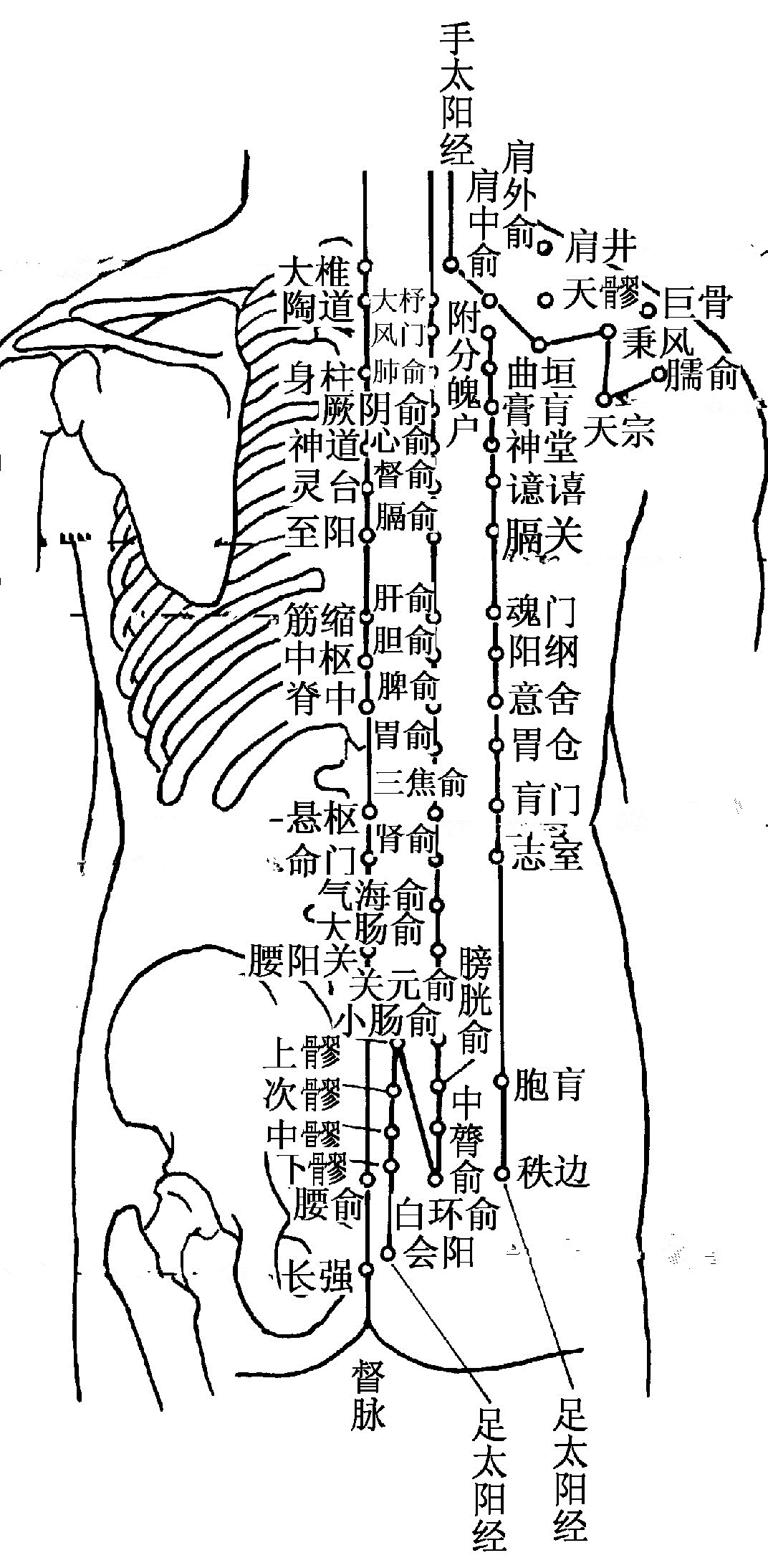 背部经络图反射区图背部经络图反射区图高清图